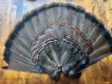 1 - Ventaglio a coda di