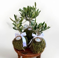Set 10 pz Kokedama di Ulivo Olea Europea - Big Ø12cm H25cm
