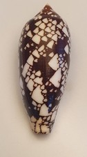 Conus aulicus great - conus,