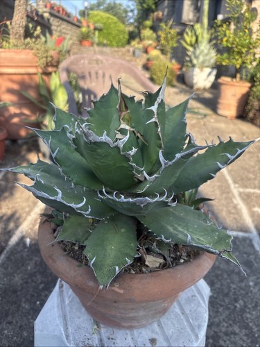 Agave titanota - agave,
