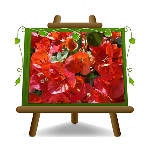 Bougainville californiana - bougainville,