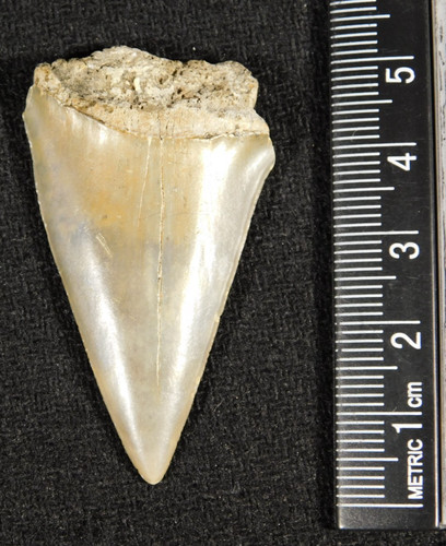 Grande dente fossile - , squalo