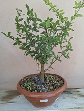 Pre BONSAI Punica granatum Nana - Melograno Nano Vaso D. 20 cm H. 25 Nuove Foto 