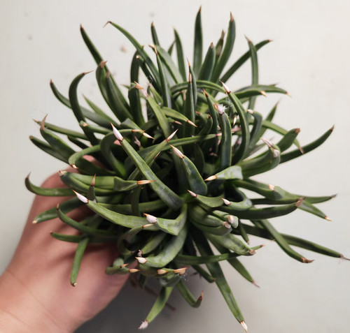 Rara pianta cactus agave