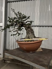 Bonsai di Olivastro