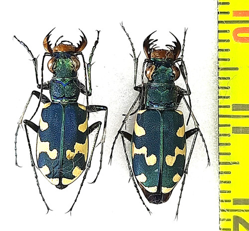 Carabidae cicindela - carabidae,,