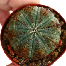 Euphorbia obesa FRECCE MARRONI SEGNI E PUNTI -