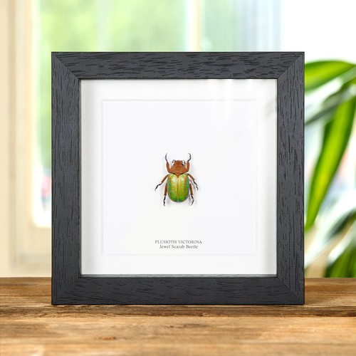 Jewel scarab taxidermy - jewel, beetle