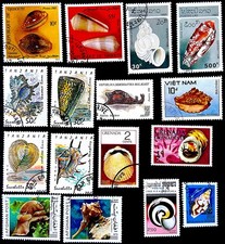 Conchiglie MLS 2 - Molluschi Gasteropodi e Bivalvi N. 16 bollati dal mondo