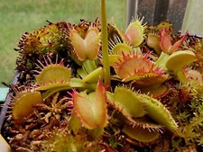 Dionée muscipula " YD