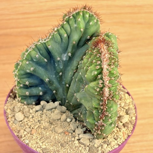 Cereus peruvianus coral - cereus, f