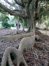 Ficus macrophylla (F. magnolioides) _  10+ Seeds _ 10+ semi