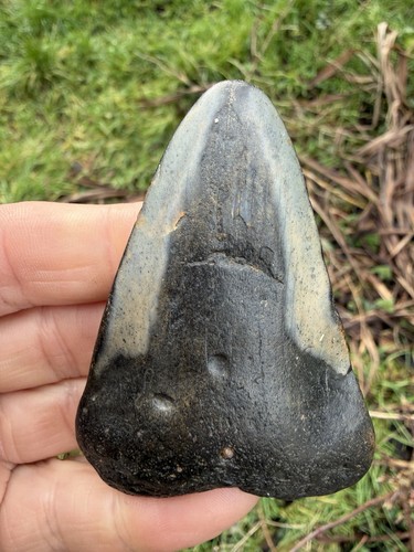 Fossil megalodon shark - fossil, tooth