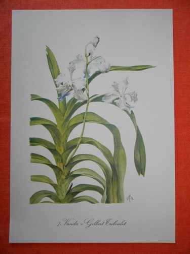 Vanda gilbert triboulet - vanda,