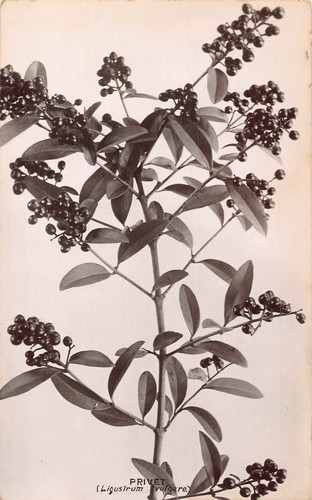 B465 piante natura - b465,