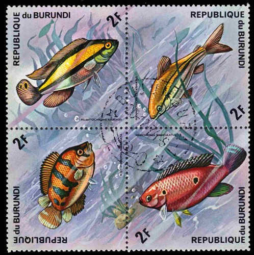 Burundi 450 pesci africani - -,