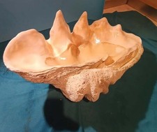 TRIDACNA GIGANTE (Tridacna