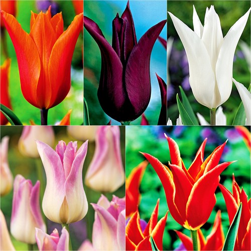 Tulipani bulbi fiori - di,