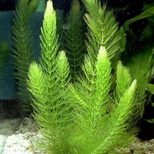 Offerta ceratophyllum demersum - offerta,