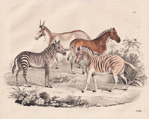 Cavallo cavalli zebra - cavallo,