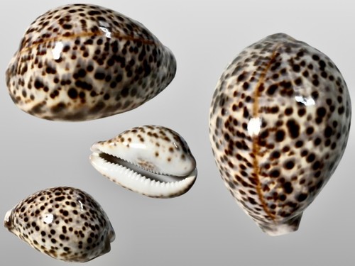 Cypraea tigris zamboanga - cypraea, tigris,