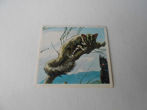 Figurina animali 629 petauro - figurina, n.629-petauro