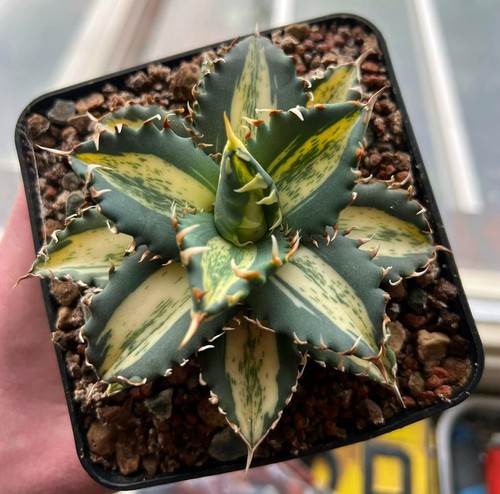 Agave titanota solar marble - agave,