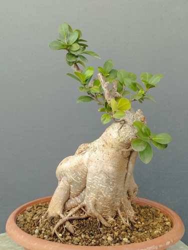 Bonsai ficus 34x20cm - ficus,