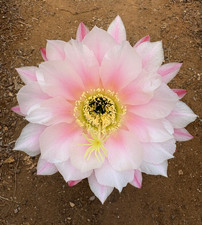 Cereus hybrid cactus - (3),