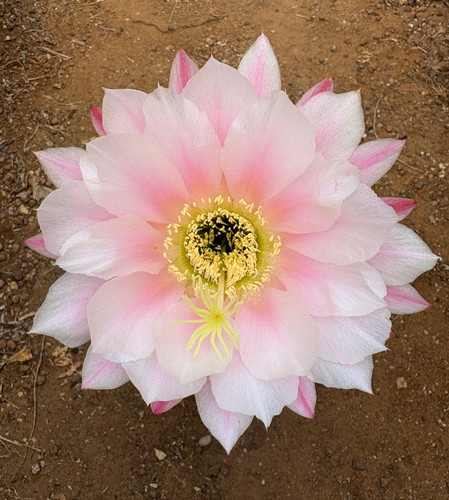 Cereus hybrid cactus - hybrid, (3)
