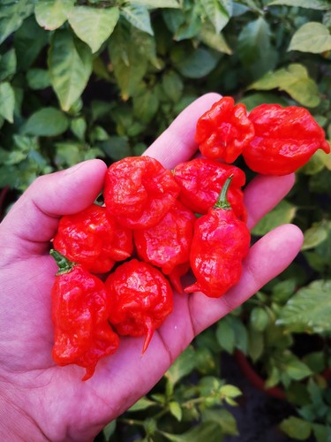 Semi carolina reaper red - reaper,