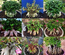 Adenium Arabicum " Misto 9