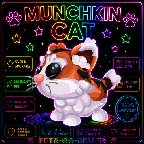 Gatto munchkin molto - gatto,