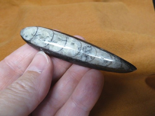F369 orthoceras - lg,