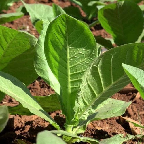 Tobacco criollo 300 pcs - tobacco,