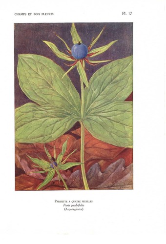 Stampa antica fiori liberty - stampa,