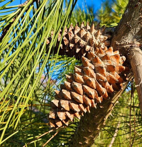 Pinus pinaster seeds - pinus, semi