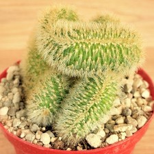 Notocactus leninghausii - , f