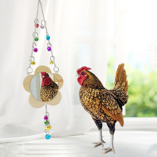 Galline pollo specchio - galline,