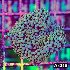 Item#A3346SP3346(S) WYSIWYG