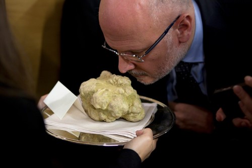 Tartufo bianco fresco tuber - fresco,