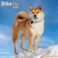 Calendario Shiba Inu 2026 | Regalo Razza Cane Parete 15% SCONTO MULTI ORDINI