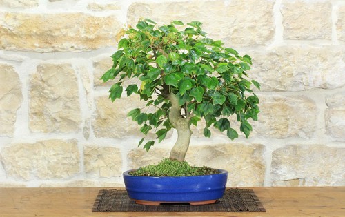 Bonsai acero tridente - acero,