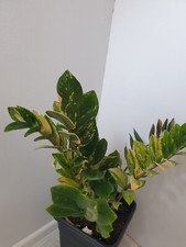 ZZ Zamioculcas Zamiifolia Variegata, 1 foglio appena tagliato su ordinazione