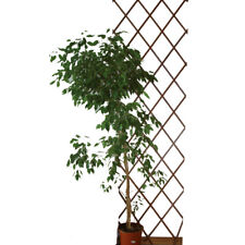 TRALICCIO ESTENSIBILE KALLISTA IN LEGNO 2X1 PER PIANTE RAMPICANTI GIARDINO 38689