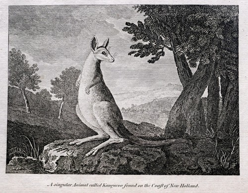 Pacific australia animale - australia, un