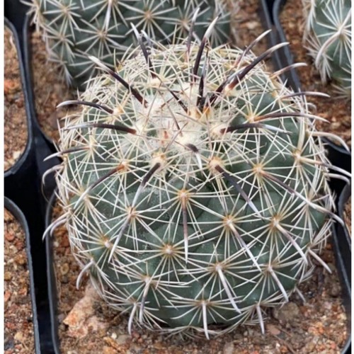 Pianta succulenta cactus - succulenta, di
