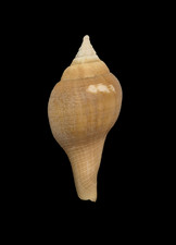 Conchiglia Shell TURBINELLA