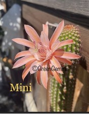 MINI Hildewintera Rare