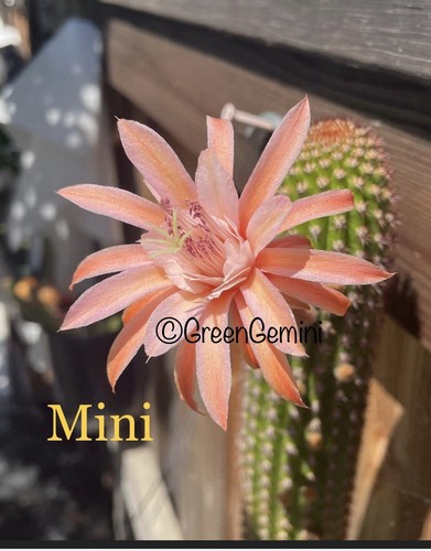 Mini hildewintera rare - hildewintera,